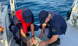 Çuvala dolanmış caretta kurtarıldı