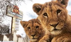 Manavgat'ta 'aslan' paniği