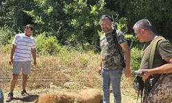 Aslan tüfekle öldürüldü