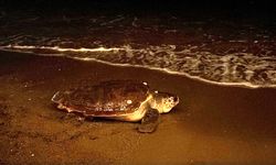 İnsanların ilgisi kaplumbağayı kaçırdı