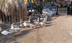 Kazlara şartlı tahliye