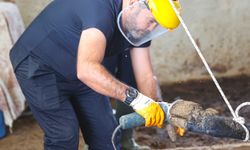 Büyükşehir’den veterinerlik hizmeti