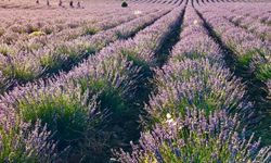 Turizmin yeni yüzü: Tarım turizmi Antalya’da yükseliyor