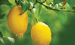 Limonda fiyat düşüşü yakın