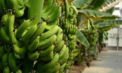 Yerli muzda 'ithal' oyunu