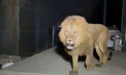 Veteriner hekimlerden 'aslan' açıklaması