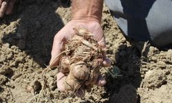 Elmalı'da safran soğanı hasadı