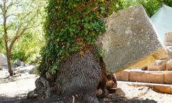 Meşe ağacı lahit parçasını havaya kaldırdı