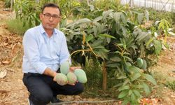 'Yerli mango tercih edin'