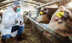 Enflasyona şap dopingi