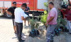 Büyükşehir'den zeytin seferberliği