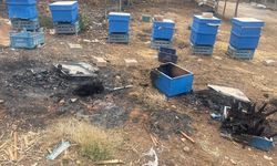 Milyonlarca arı telef oldu