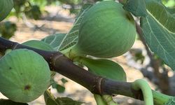 Sıcak hava inciri vurdu