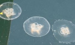 Denizanası kabusu başladı