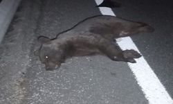 Ayı ile çarpışan araç pert oldu