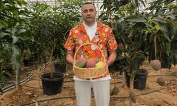 CHP’li Kaya, Alanya’da mango hasadına katıldı