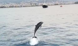 Alanya'da yunuslar eşliğinde tur