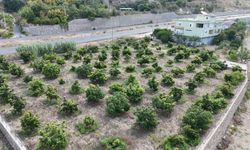 Yeşilöz'de avokado hasadı başladı