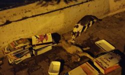 Yavru kedi için seferber oldular
