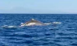 Manavgat'ta balina heyecanı