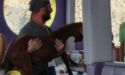 Dağ keçisini tur teknecileri kurtardı