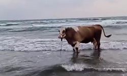 Sıcaktan bunalan inek soluğu denizde aldı