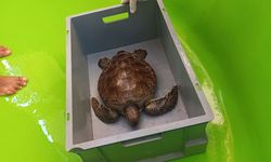 Kaplumbağa operasyonu