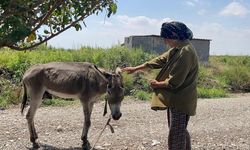 Terk edilen eşeğe sahip çıktılar