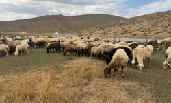 Eğrigöl Yaylası'nda çobanlardan piknikçi isyanı