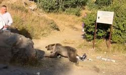 Kucağında bebekle ayı saldırısına uğradı