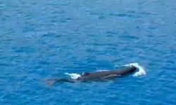 Antalya'da yavru balina kurtarıldı