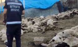 Kurt saldırısında 111 koyun telef oldu