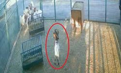 Cüce keçi ortalığı ayağa kaldırdı