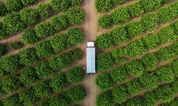 Limon fiyatını düşürecek hasat başladı