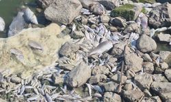 Manyas Gölü'nde korkutan görüntü!