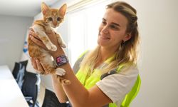 Boğaçayı'na düşen kedi kurtarıldı