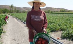 Ayaş domatesinin hasadı sürüyor