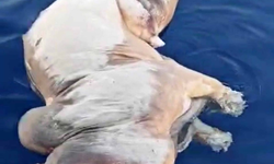 Denizde inek ölüsü bulundu