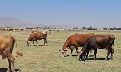 Kuş cenneti 'Arin Gölü' kurudu