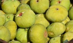 İncirde hasat başladı