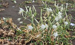 Koparana 557 bin TL ceza