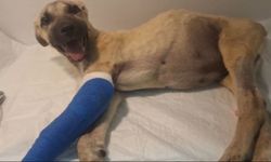 Şiddet gören 'Mucize' iyileşiyor