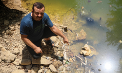Aksu'da yüzlerce endemik balık öldü