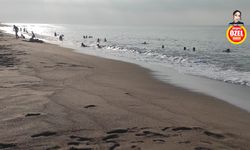 Lara Sahili’nde korkutan görüntü