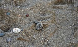 Yavru carettaların yaşam yolculuğu başladı