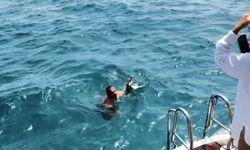 Oltaya takılan martıyı kurtardı