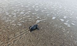 Yavru caretta sezonu başladı
