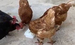 Sıcaktan bunalan tavuklar dondurma ile serinledi