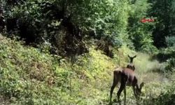 Kızılgeyik fotokapanla görüntülendi