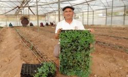 Seralarda üretim başladı